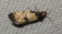 Neocochylis dubitana