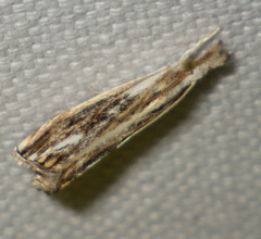 Catoptria verellus