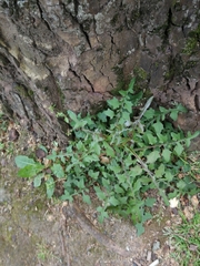 Taraxacum officinale