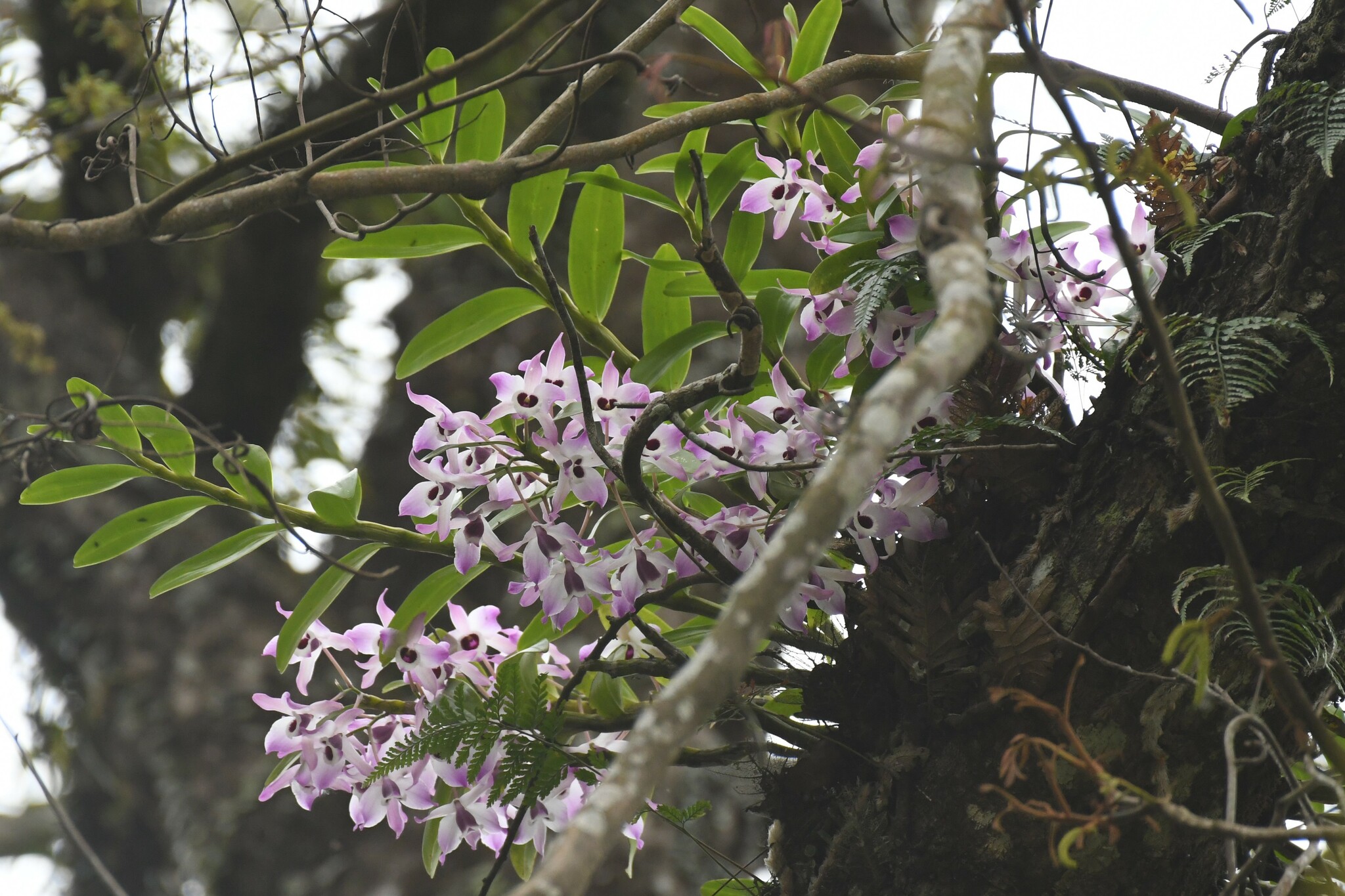Imagem de Orquídea bambu