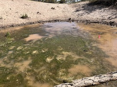 Zannichellia palustris