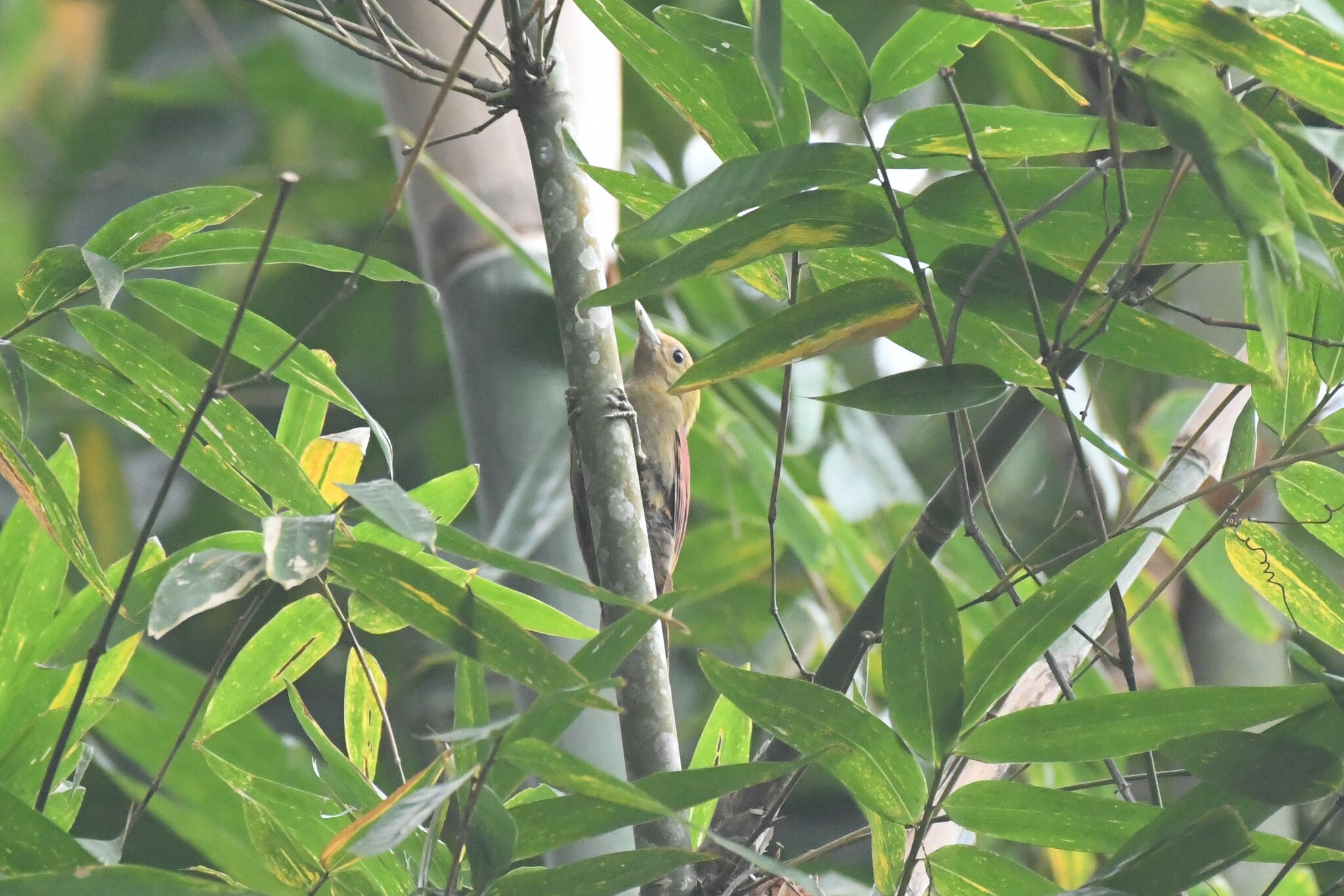 Pale-headed Woodpecker