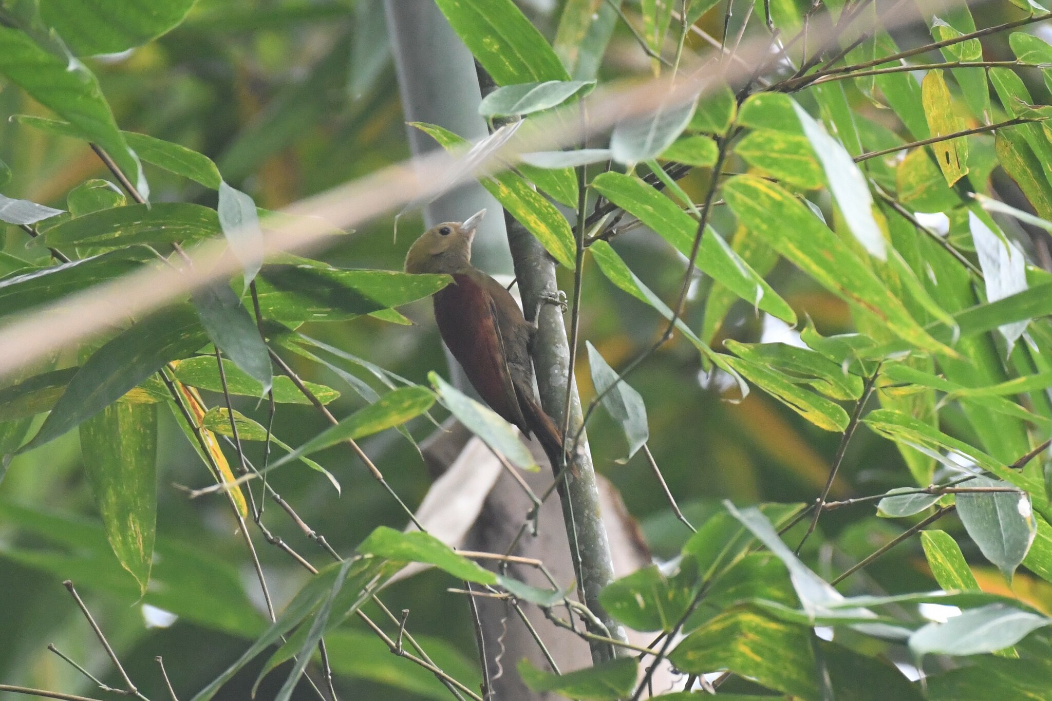 Pale-headed Woodpecker