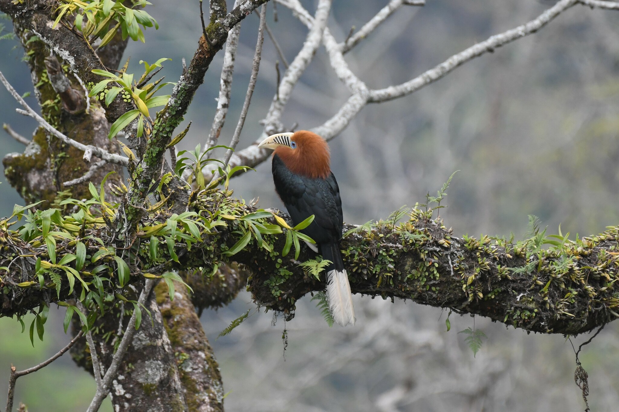 Rufous-necked Hornbill
