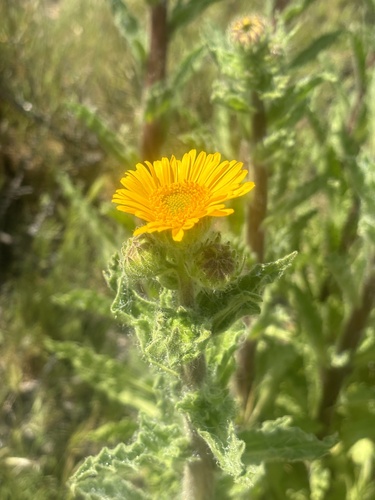 mexican hulsea (Hulsea mexicana)