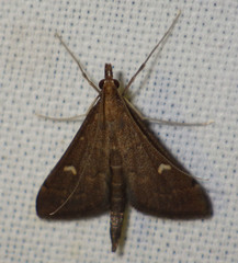 Dolicharthria punctalis