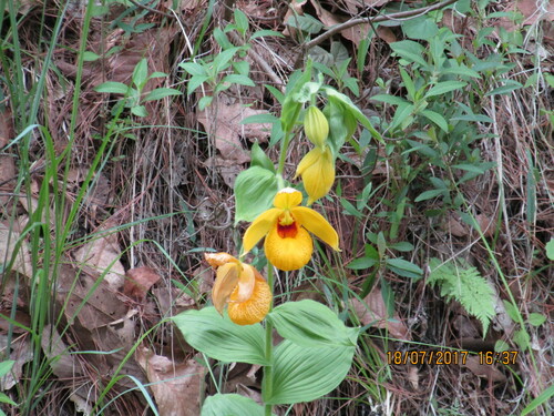 Image of Cypripedium irapeanum by (c) Aarón Sandoval, some rights reserved (CC BY-SA)