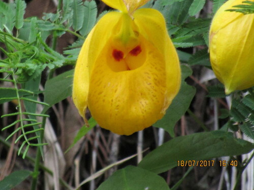 Image of Cypripedium irapeanum by (c) Aarón Sandoval, some rights reserved (CC BY-SA)