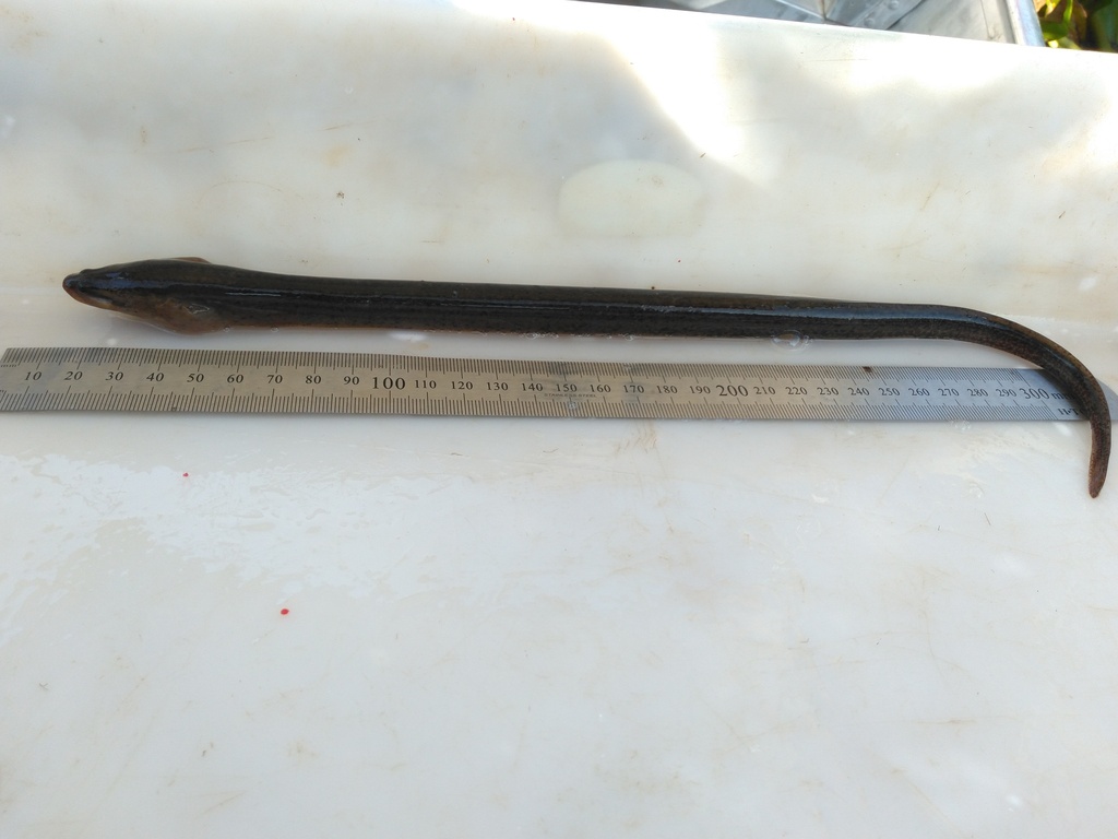 Madeira swamp eel (Synbranchus madeirae) — Synbranchidae