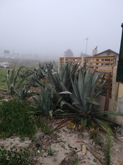 Agave americana expansa