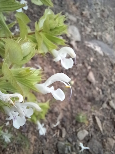 Spiny Sage (Salvia spinosa)