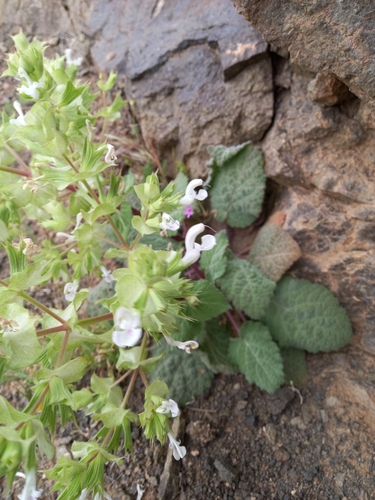 Image of Salvia spinosa by (c) موسی مزینانیان Mousa Mazinanian, some rights reserved (CC BY)