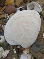 Mercenaria mercenaria