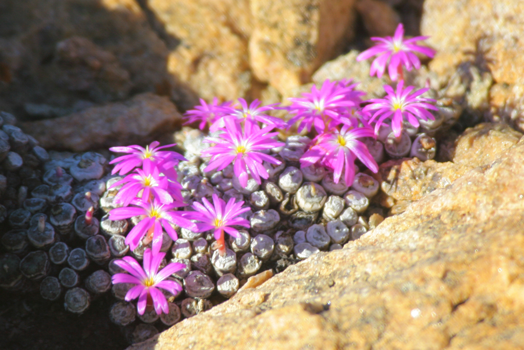 Buttons (Genus Conophytum) · iNaturalist