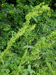 Rumex altissimus