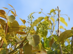 Metopium brownei