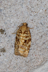Archips georgiana