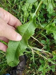 Rumex altissimus