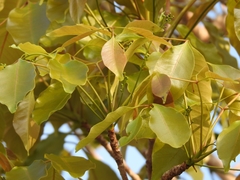 Metopium brownei