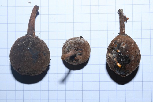 Chrysophyllum prieurii