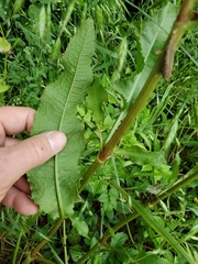 Rumex altissimus