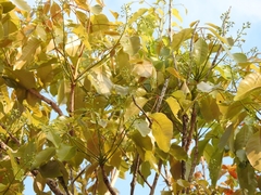 Metopium brownei