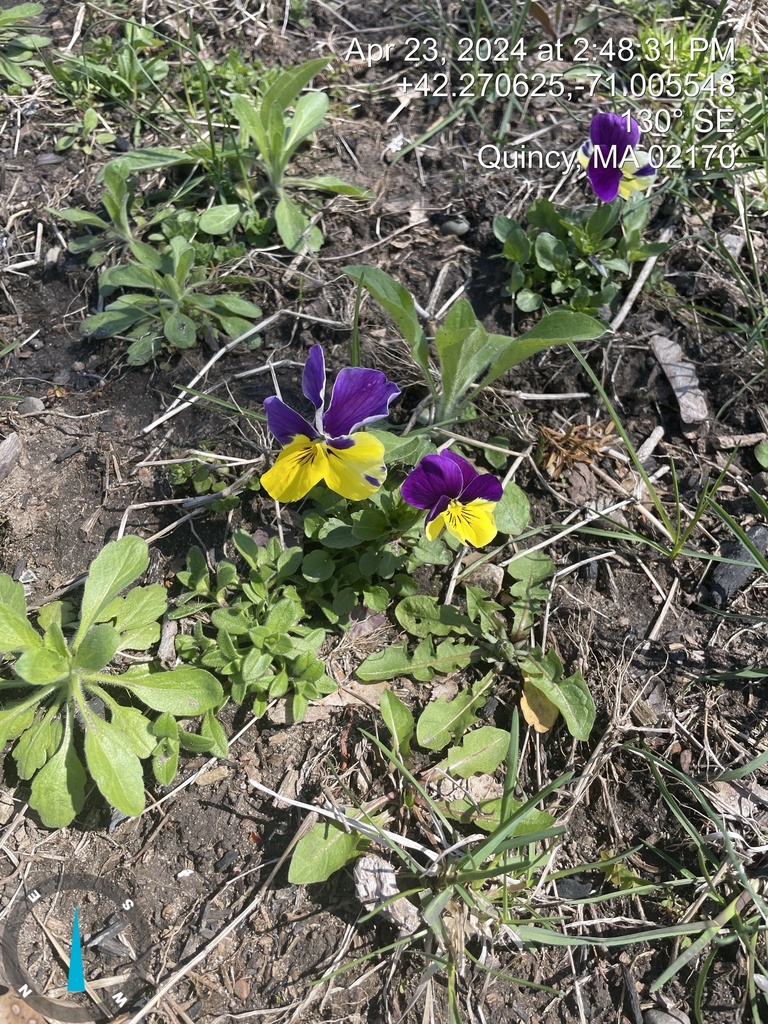 Horned pansy from Dickens St, Quincy, MA, US on April 23, 2024 at 0248