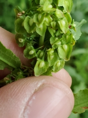 Rumex altissimus