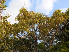 Metopium brownei