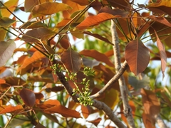 Metopium brownei