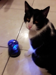 Felis catus