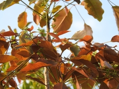 Metopium brownei
