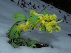 Corydalis bracteata