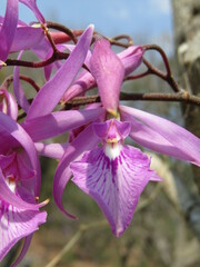 Encyclia adenocaula