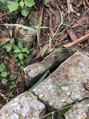 Commelina eckloniana