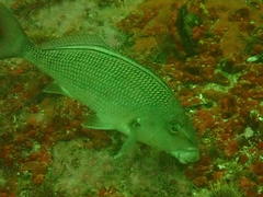 Chirodactylus grandis