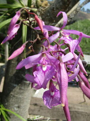 Encyclia adenocaula, photograph (c) Aarón Sandoval, some rights reserved (CC BY-SA)