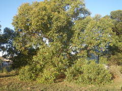 Eucalyptus cornuta