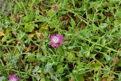 Centaurea sphaerocephala