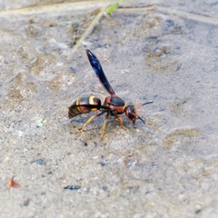 Euodynerus crypticus