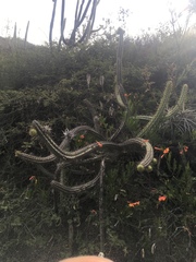 Corryocactus melanotrichus