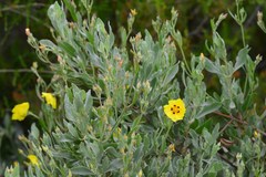 Cistus halimifolius