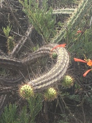 Corryocactus melanotrichus