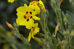 Cistus halimifolius