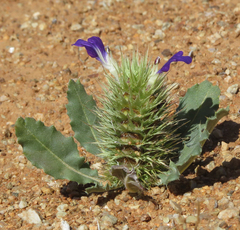 Acanthopsis disperma