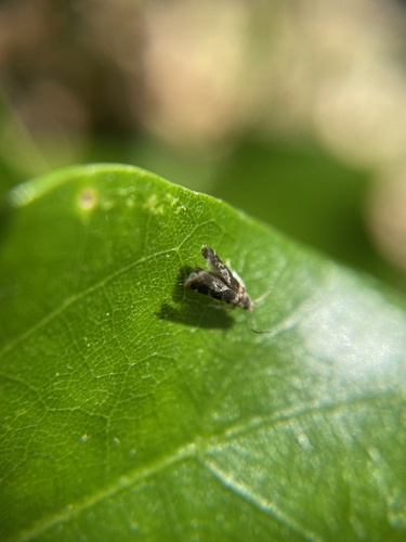 Holophysis emblemella photo 4