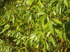 Eucalyptus cornuta