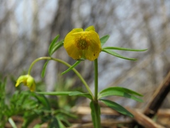 Ranunculus monophyllus