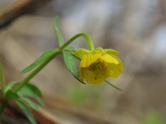 Ranunculus monophyllus
