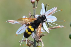 Megascolia maculata flavifrons